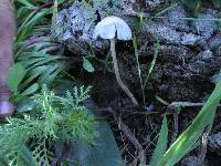 Panaeolus cyanescens image