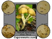 Psilocybe zapotecorum image