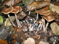 Psilocybe cyanescens image