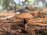 Inocybe calamistrata image