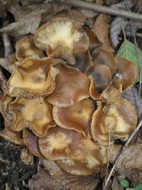 Psilocybe cyanescens image