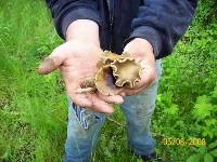 Psilocybe ovoideocystidiata image