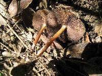 Psilocybe caerulescens image