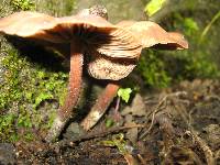 Psilocybe caerulescens image