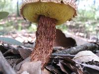 Boletellus russellii image