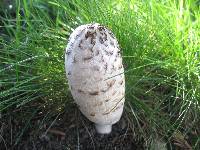 Coprinus comatus image