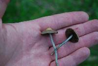 Psilocybe ovoideocystidiata image