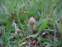 Psilocybe mexicana image