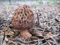 Morchella snyderi image