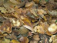 Psilocybe cyanescens image