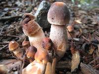 Leucoagaricus americanus image