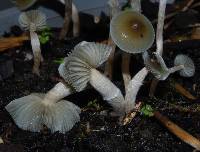 Psilocybe makarorae image