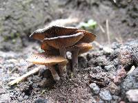 Psilocybe caerulescens image