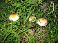 Psilocybe cubensis image