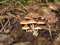 Psilocybe zapotecorum image