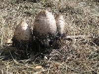 Coprinus comatus image