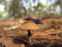 Inocybe calamistrata image