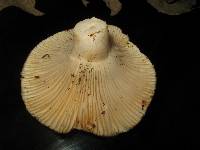 Russula brevipes image