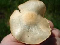 Psilocybe ovoideocystidiata image