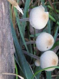 Panaeolus olivaceus image