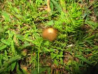 Psilocybe mexicana image