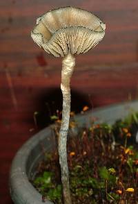 Psilocybe makarorae image