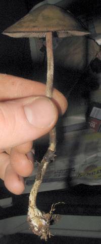 Psilocybe zapotecorum image
