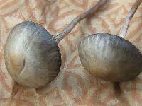 Panaeolus olivaceus image