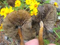 Psilocybe caerulescens image