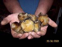 Psilocybe ovoideocystidiata image