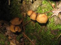 Psilocybe zapotecorum image