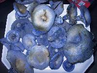 Lactarius indigo image