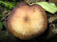 Psilocybe caerulescens image