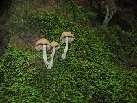 Psilocybe zapotecorum image