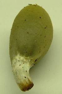 Psilocybe weraroa image