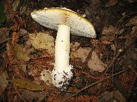 Amanita calyptroderma image