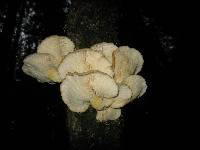 Pleurotus ostreatus image