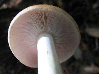 Leucopaxillus gentianeus image