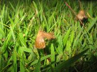 Psilocybe mexicana image