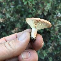 Lactarius xanthogalactus image