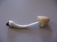 Conocybe apala image