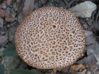 Boletellus russellii image