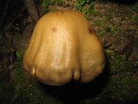 Psilocybe zapotecorum image