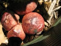 Gymnopilus luteofolius image