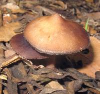 Psilocybe caerulescens image