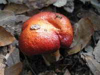 Boletus dupainii image