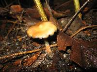 Psilocybe caerulescens image