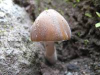 Psilocybe caerulescens image