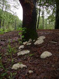 Hydnopolyporus palmatus image