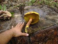 Pulveroboletus ravenelii image